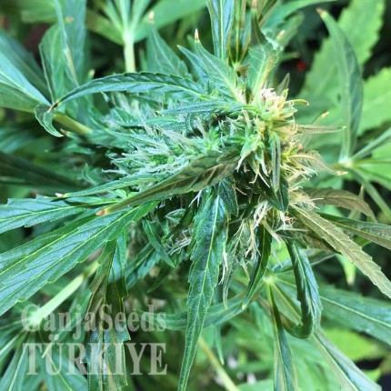 Auto Jack x White Widow feminised Ganja Seeds