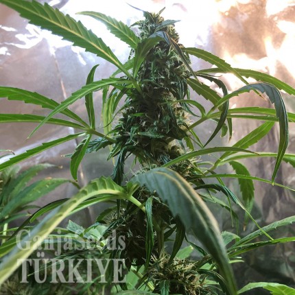 Auto Jack x White Widow feminised Ganja Seeds