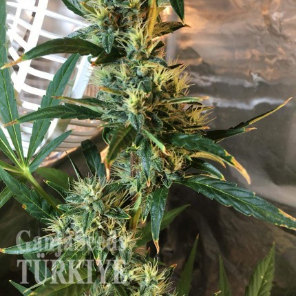 Auto Jack x White Widow feminised Ganja Seeds