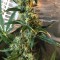 Fethiye’de  Auto Jack x White Widow feminised Ganja Seeds kenevir tohumu