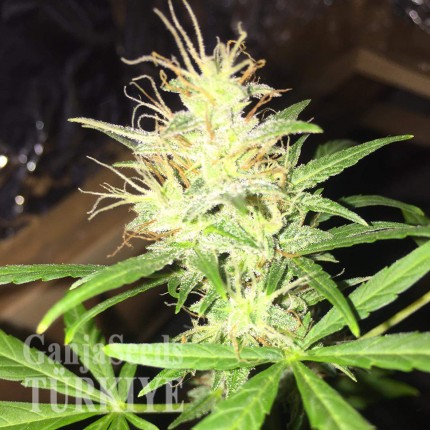 Auto Jack x White Widow feminised Ganja Seeds