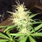 Bursa’da  Auto Jack x White Widow feminised Ganja Seeds kenevir tohumu