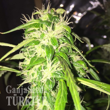 Auto Jack x White Widow feminised Ganja Seeds