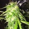 Adana’da  Auto Jack x White Widow feminised Ganja Seeds kenevir tohumu