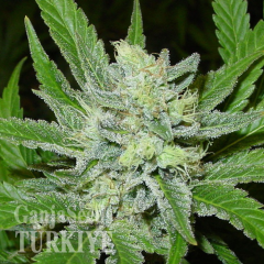 Auto Northern Blue feminised Ganja Seeds