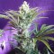GanjaSeeds internet mağazasından online kenevir tohumu siparişi ver Black Widow feminised Ganja Seeds