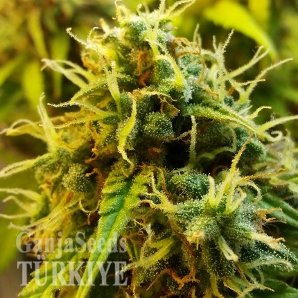 Auto Jet 47 feminised Ganja Seeds