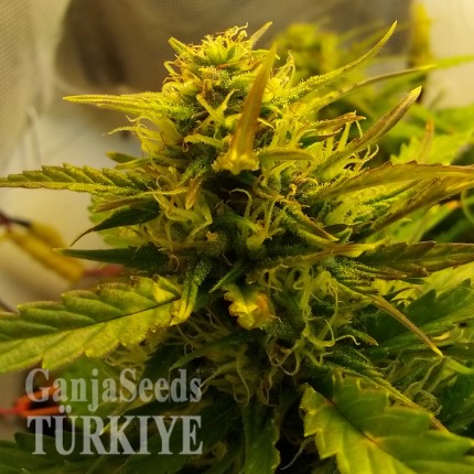 Auto Jet 47 feminised Ganja Seeds