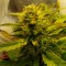 Denizli’de  Auto Jet 47 feminised Ganja Seeds kenevir tohumu