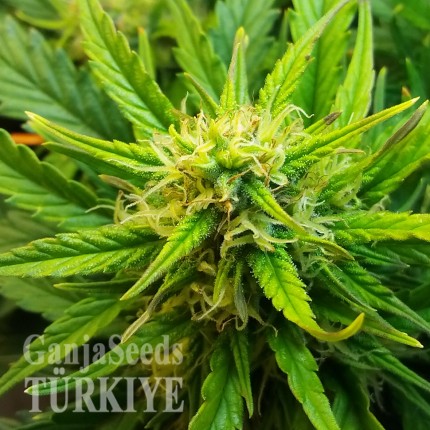 Auto Jet 47 feminised Ganja Seeds