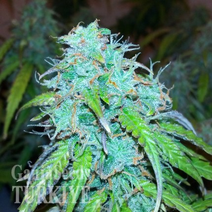 Auto Jet 47 feminised Ganja Seeds