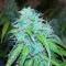 Isparta’da  Auto Jet 47 feminised Ganja Seeds kenevir tohumu