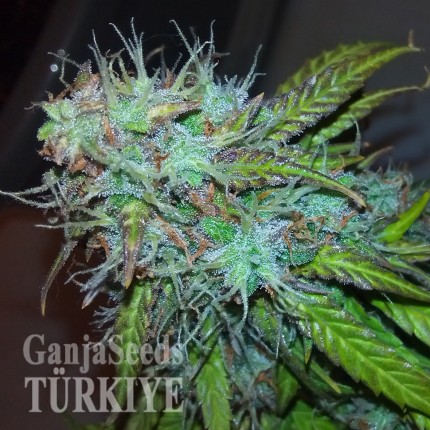 Auto Jet 47 feminised Ganja Seeds