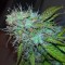 Konya’da Auto Jet 47 feminised Ganja Seeds  kenevir tohumu