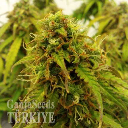 Auto Jet 47 feminised Ganja Seeds