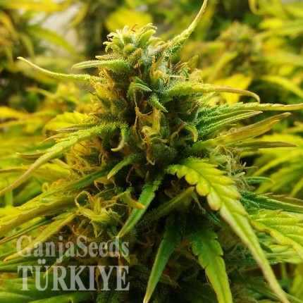 Auto Jet 47 feminised Ganja Seeds