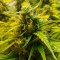 Rize’de  Auto Jet 47 feminised Ganja Seeds kenevir tohumu