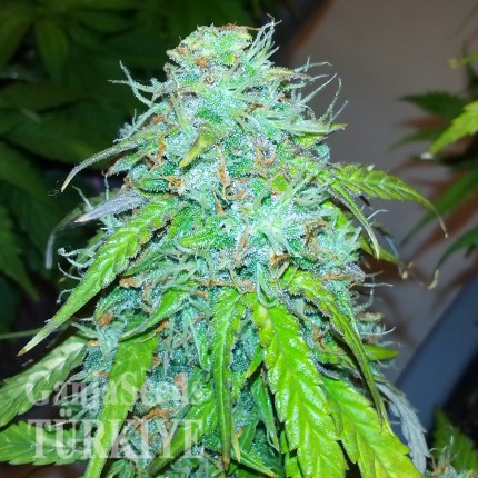 Auto Jet 47 feminised Ganja Seeds