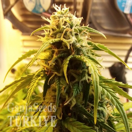 Auto Jet 47 feminised Ganja Seeds