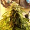 Trabzon’da  Auto Jet 47 feminised Ganja Seeds kenevir tohumu