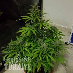 Auto Lemon Haze feminised Ganja Seeds