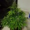 Trabzon’da  Auto Lemon Haze feminised Ganja Seeds kenevir tohumu