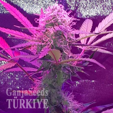 Auto Lemon Haze feminised Ganja Seeds