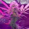 Yalova’da  Auto Lemon Haze feminised Ganja Seeds kenevir tohumu