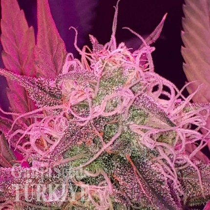 Auto Lemon Haze feminised Ganja Seeds