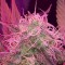 Auto Lemon Haze feminised Ganja Seeds Otomatik çiçeklenen dişileştirilmiş kenevir tohumu