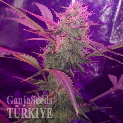 Auto Lemon Haze feminised Ganja Seeds