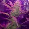 Auto Lemon Haze feminised Ganja Seeds Otomatik çiçeklenen kenevir tohumları