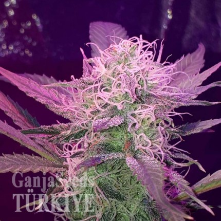 Auto Lemon Haze feminised Ganja Seeds