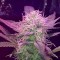 Auto Lemon Haze feminised Ganja Seeds Otomatik çiçeklenen dişileştirilmiş kenevir tohumu kargo ile eve teslim