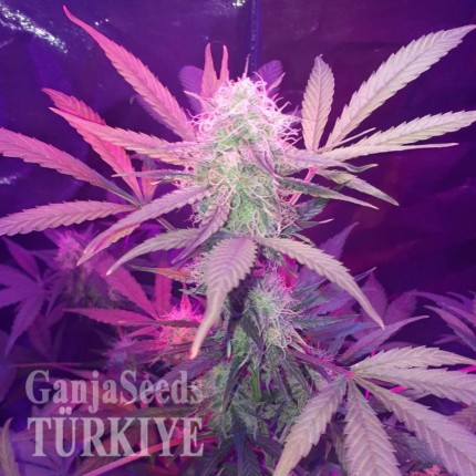 Auto Lemon Haze feminised Ganja Seeds