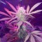 Auto Lemon Haze feminised Ganja Seeds Orijinal ambalajda kenevir tohumları