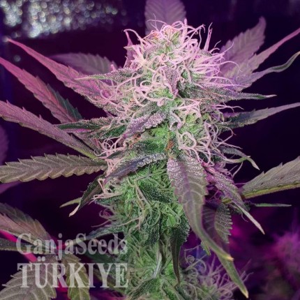 Auto Lemon Haze feminised Ganja Seeds