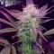 Auto Lemon Haze feminised Ganja Seeds Kenevir tohumları