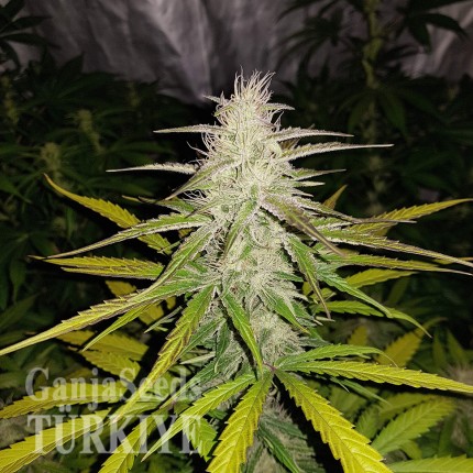 Auto Lemon Haze feminised Ganja Seeds