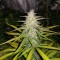 Auto Lemon Haze feminised Ganja Seeds Online kenevir tohumu