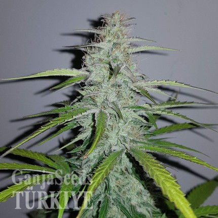 Auto Lemon Haze feminised Ganja Seeds