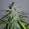 Türkiye'de kenevir tohumu Auto Lemon Haze feminised Ganja Seeds