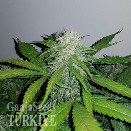 Auto Lemon Haze feminised Ganja Seeds