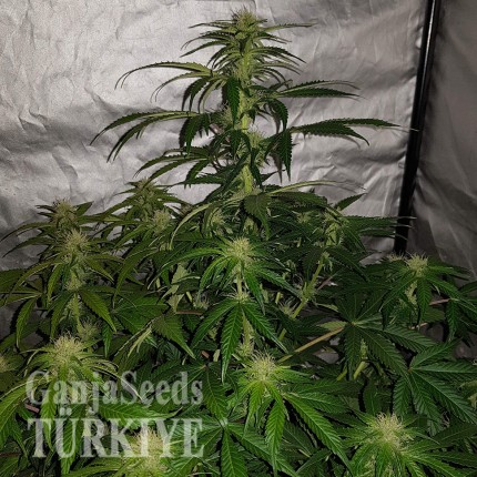 Auto Lemon Haze feminised Ganja Seeds