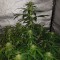 Türkiye'de eve teslim kenevir tohumu Auto Lemon Haze feminised Ganja Seeds