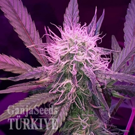 Auto Lemon Haze feminised Ganja Seeds