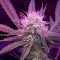 Auto Lemon Haze feminised Ganja Seeds GanjaSeeds internet mağazsında otomatik çiçeklenen dişileştirilmiş kenevir tohumlarını satın al