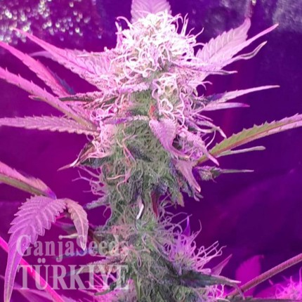 Auto Lemon Haze feminised Ganja Seeds