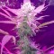 GanjaSeeds internet mağazasından kargo ile Auto Lemon Haze feminised Ganja Seeds