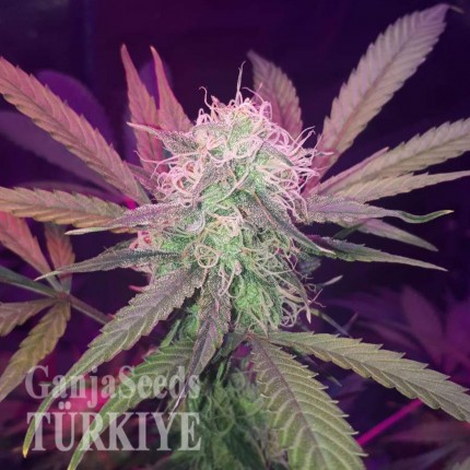 Auto Lemon Haze feminised Ganja Seeds